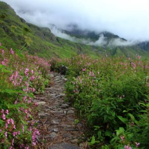 Valley-of-Flowers-Trek-ashu-tour-travel