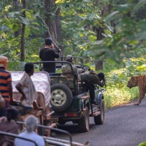 Wildlife-Tour-Packages-ashu-tour-travels